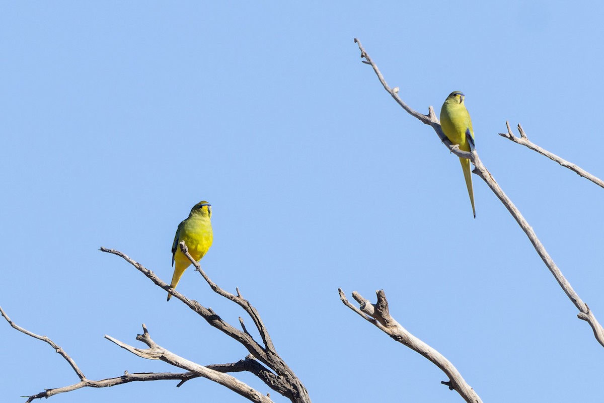 Elegant Parrot - ML620195338