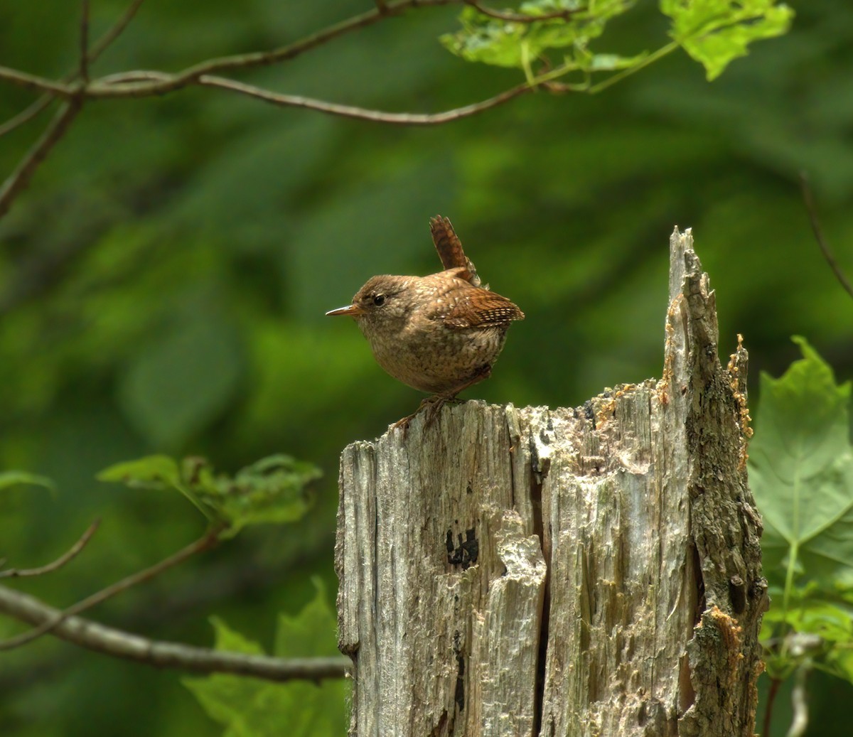 Winter Wren - ML620195346