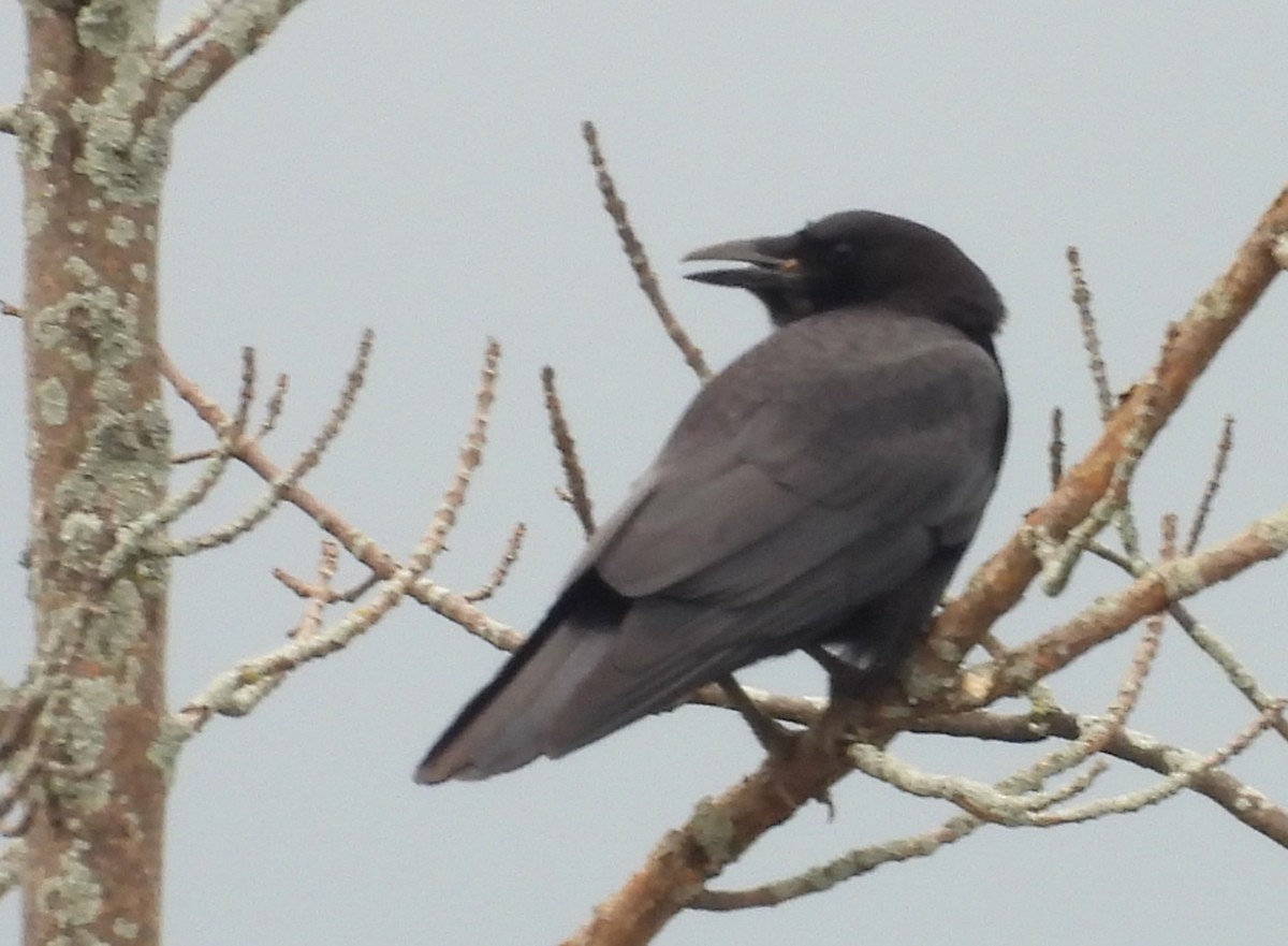 Common Raven - ML620195347