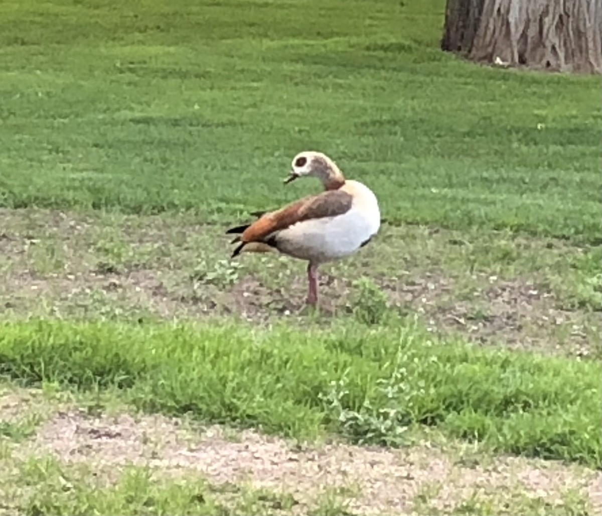 Egyptian Goose - ML620195352