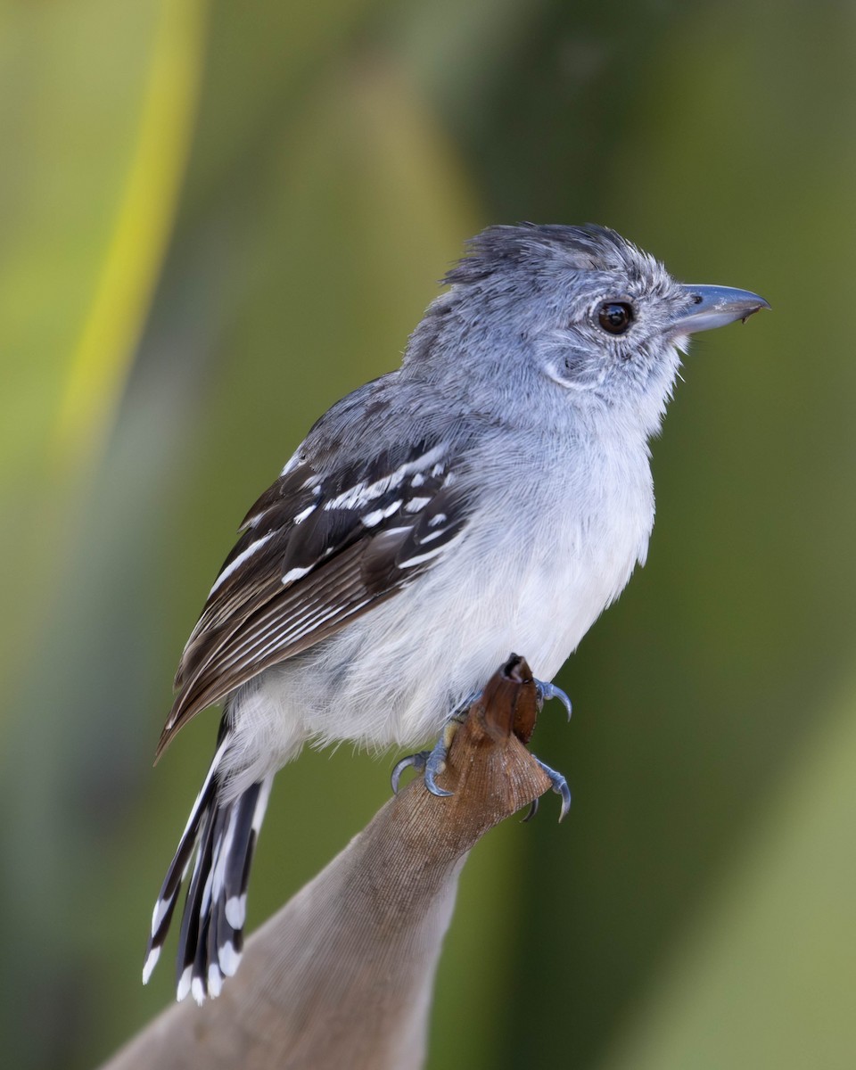 Planalto Slaty-Antshrike - ML620195353