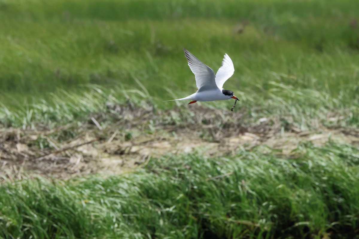 Forster's Tern - ML620195354