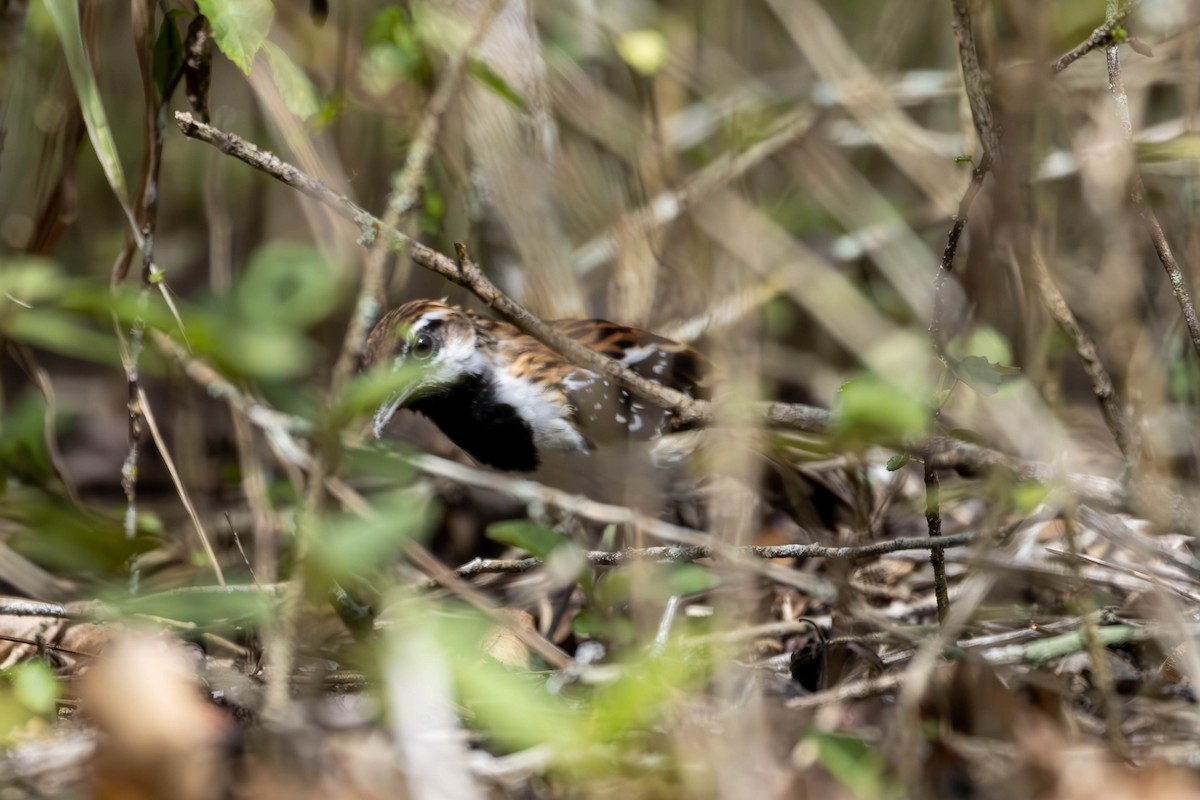 Stripe-backed Antbird - ML620195357