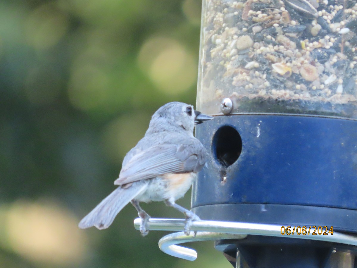 Tufted Titmouse - ML620195365