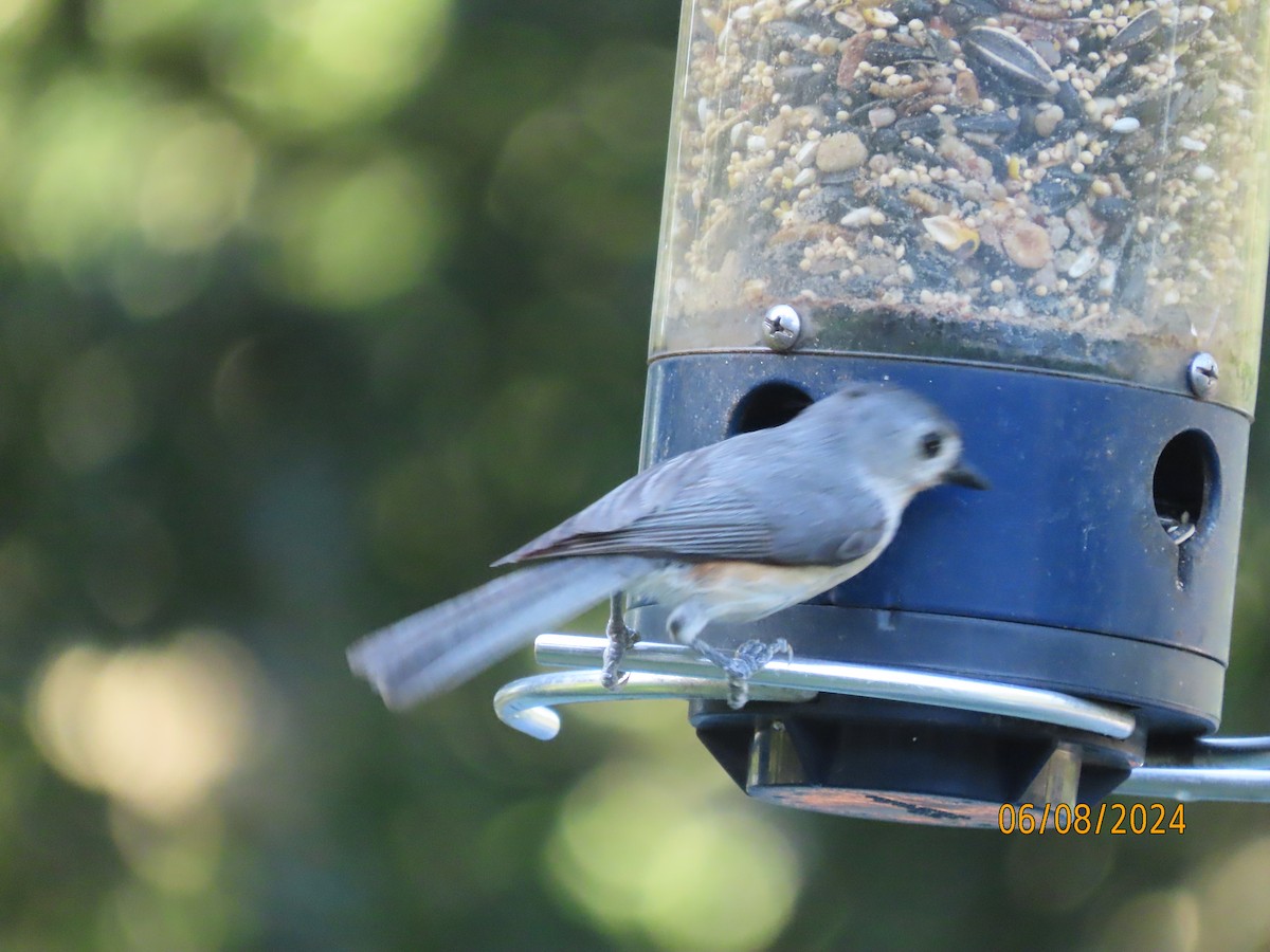 Tufted Titmouse - ML620195369