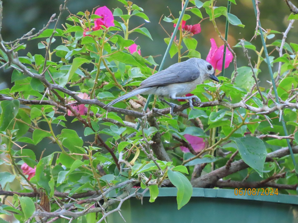 Tufted Titmouse - ML620195373