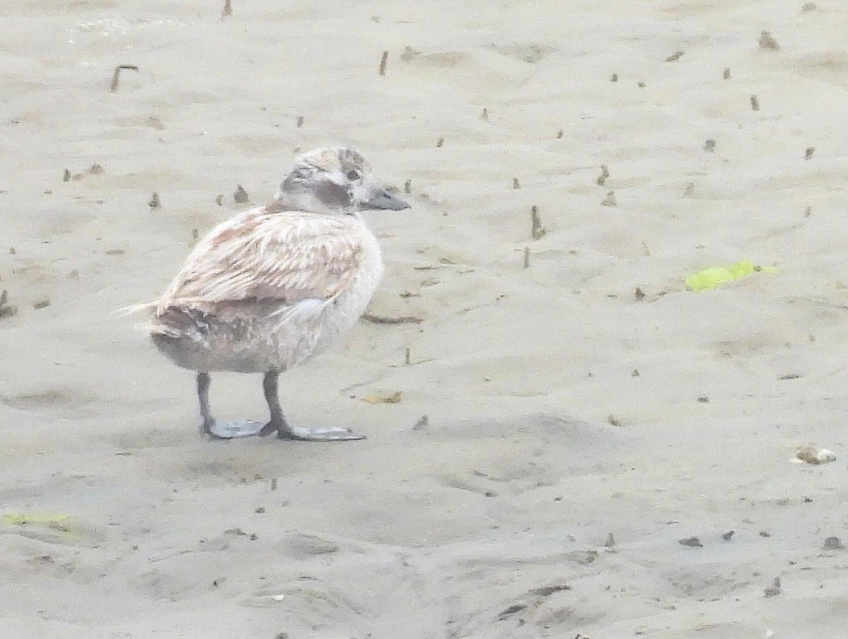 Long-tailed Duck - ML620195388