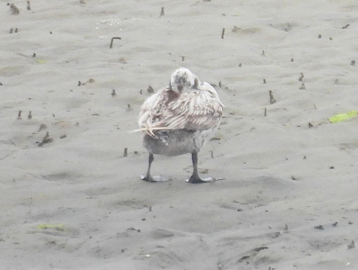 Long-tailed Duck - ML620195390