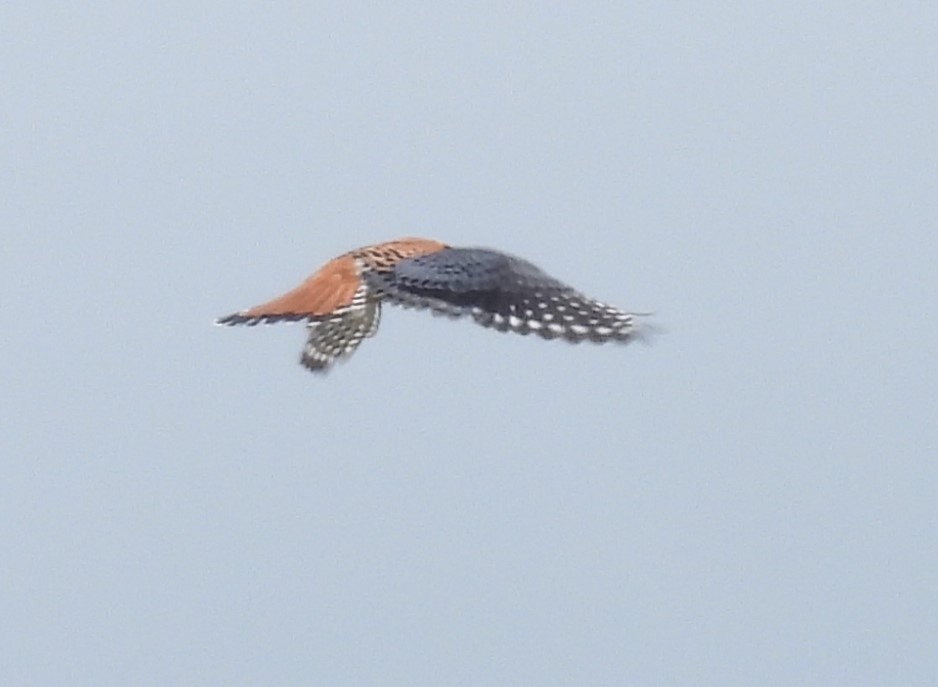 American Kestrel - ML620195391