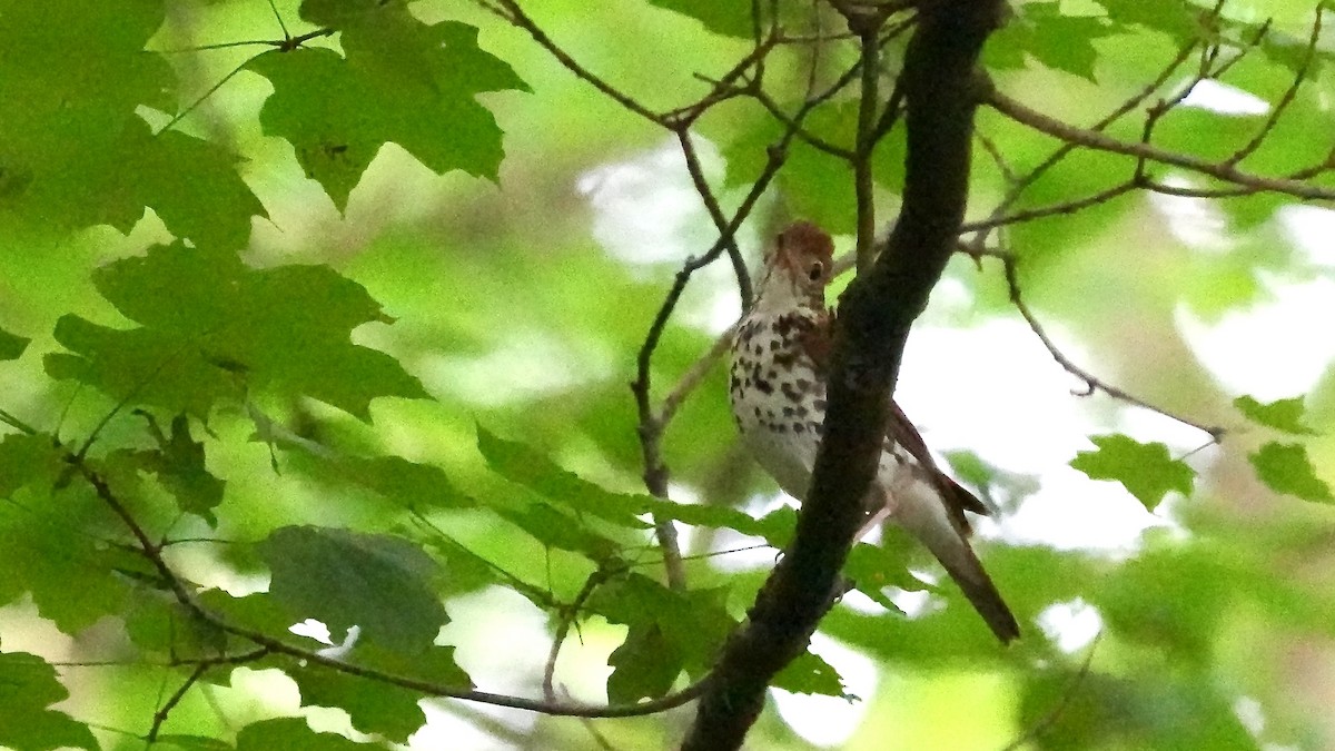 Wood Thrush - ML620195392