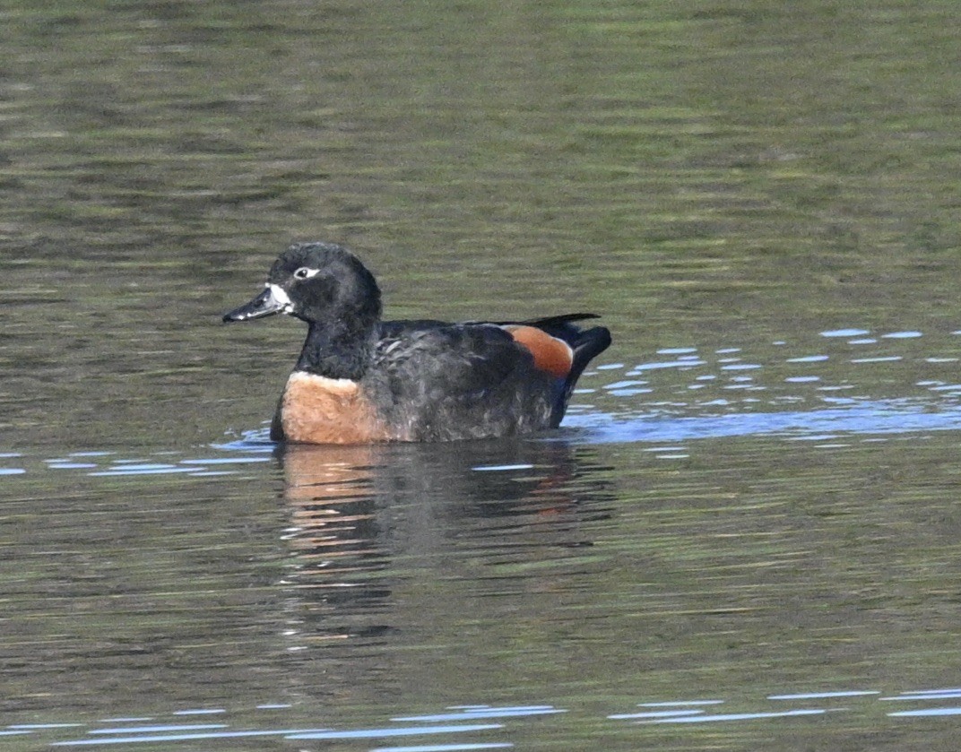 Australian Shelduck - ML620195393