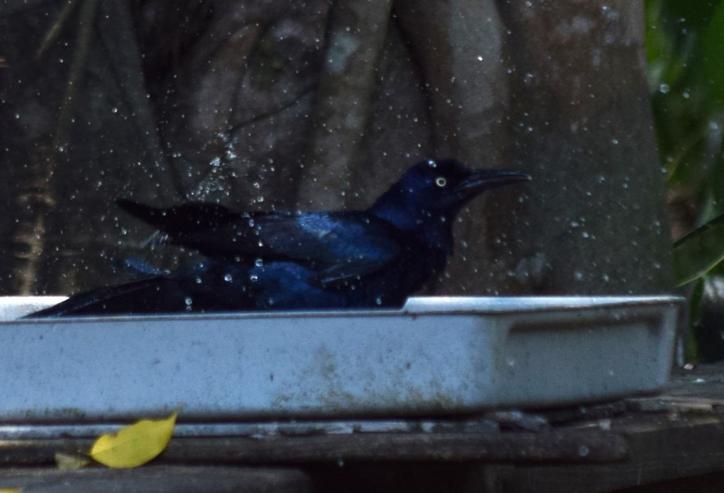 Great-tailed Grackle - ML620195410