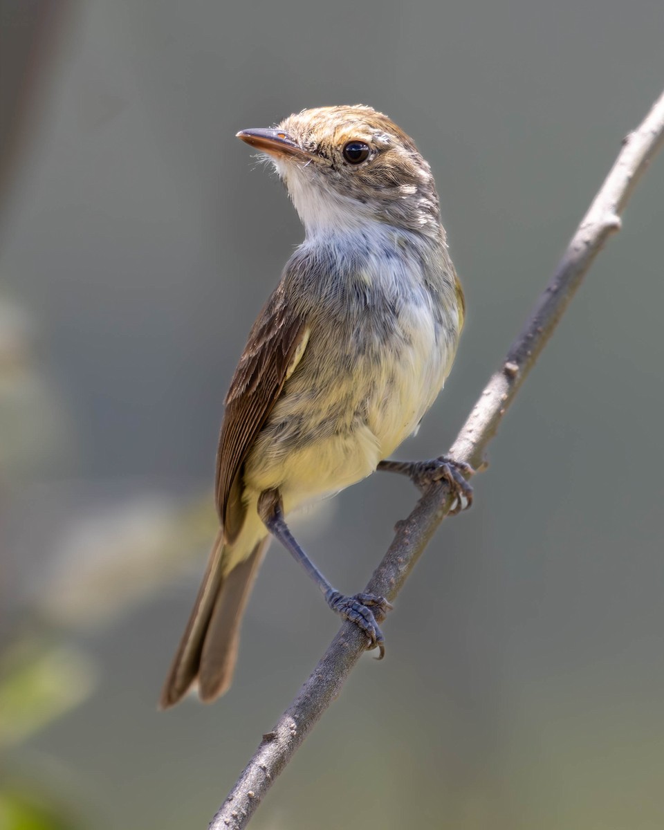 Fulvous-crowned Scrub-Tyrant - ML620195427