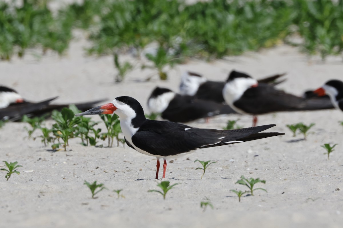 Black Skimmer - ML620195433