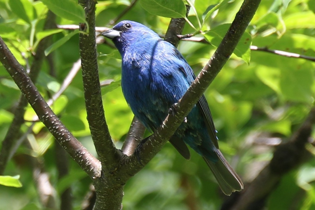 Indigo Bunting - ML620195438