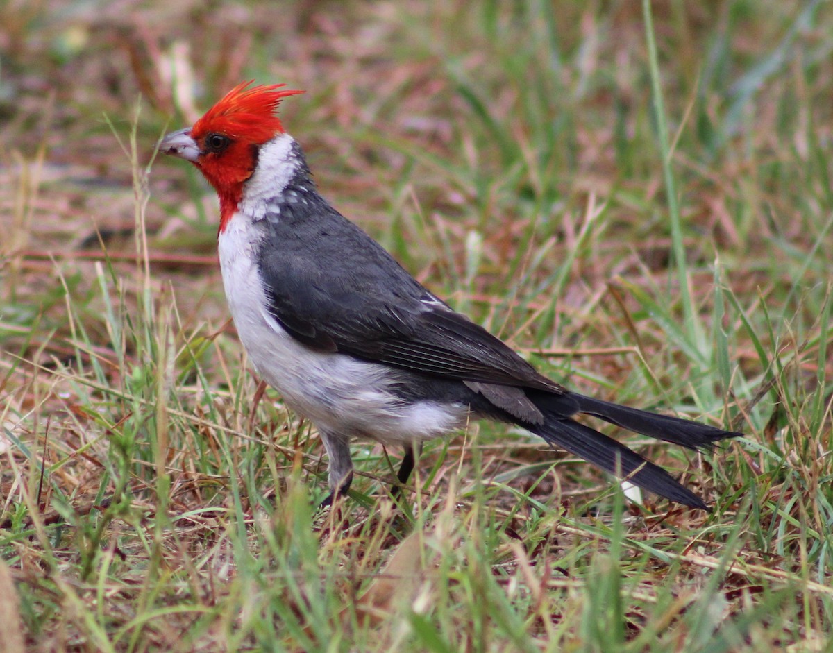 Red-crested Cardinal - ML620195440