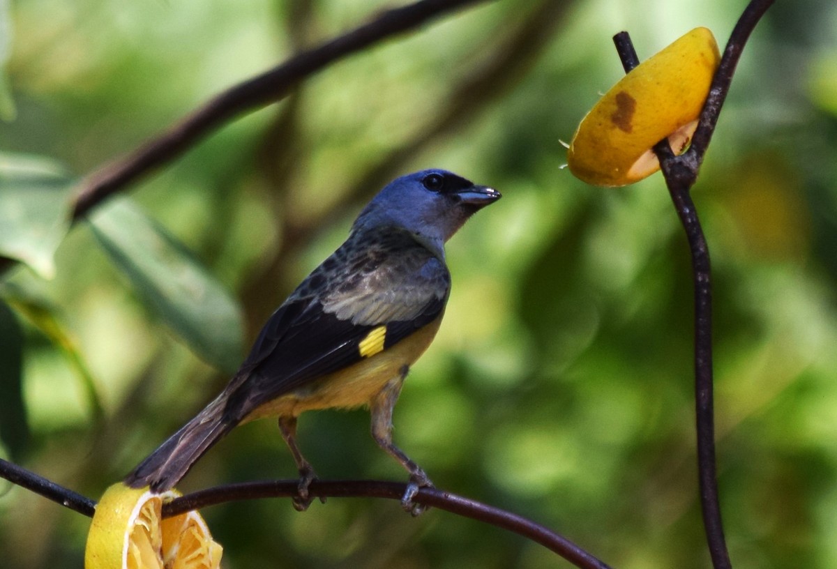 Yellow-winged Tanager - ML620195443