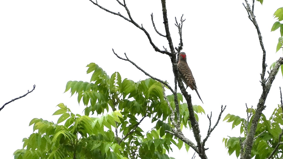 Northern Flicker - ML620195445