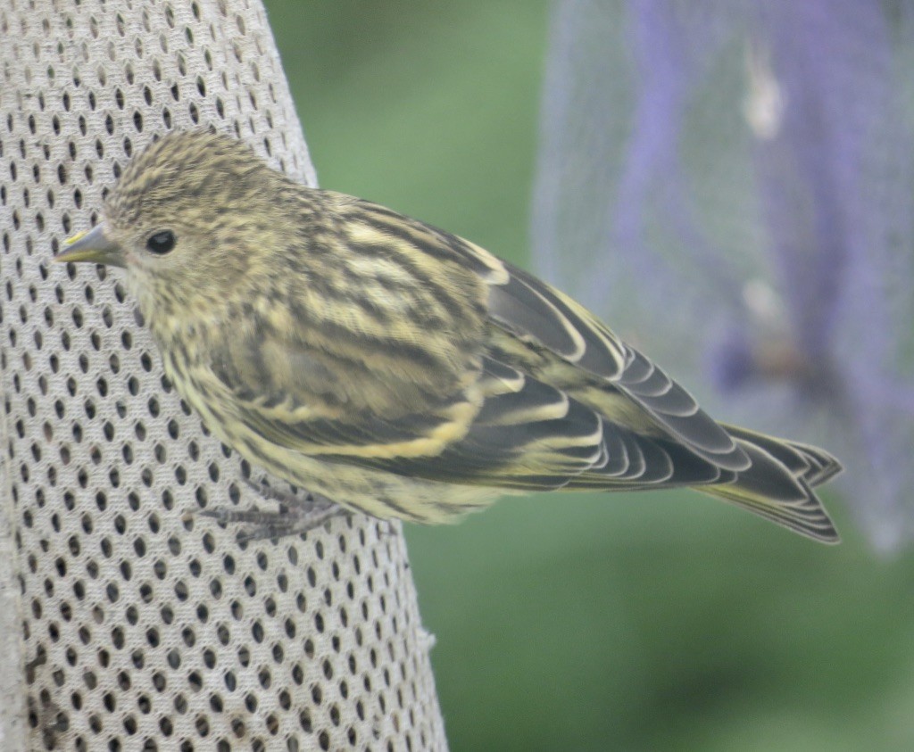 Pine Siskin - ML620195447