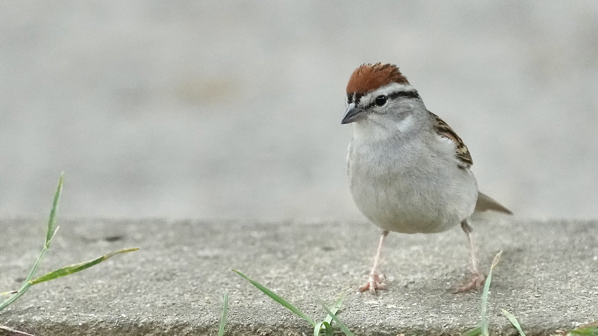 Chipping Sparrow - ML620195448