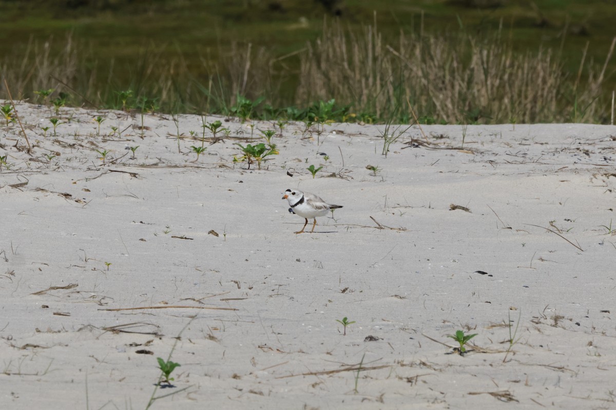 Piping Plover - ML620195450