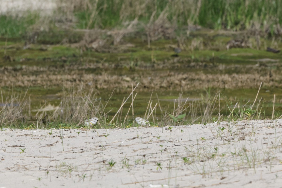 Piping Plover - ML620195451