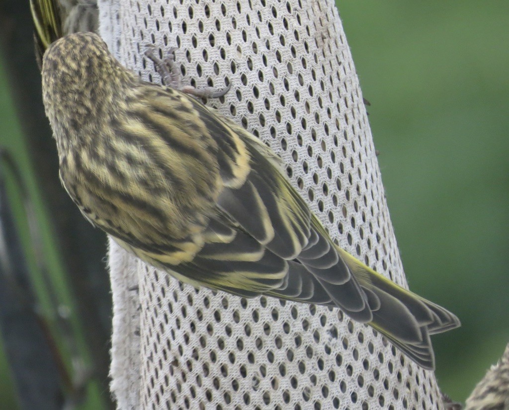 Pine Siskin - ML620195454