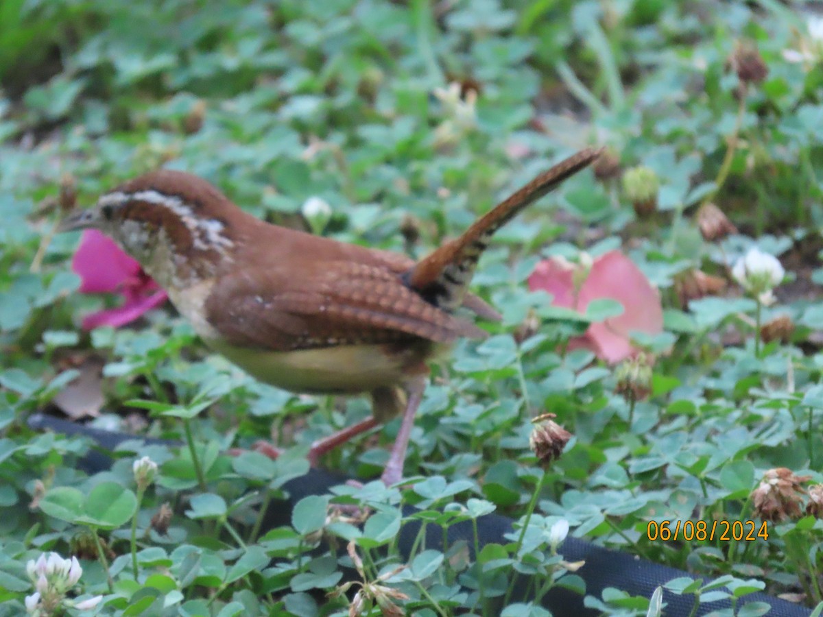 Carolina Wren - ML620195458