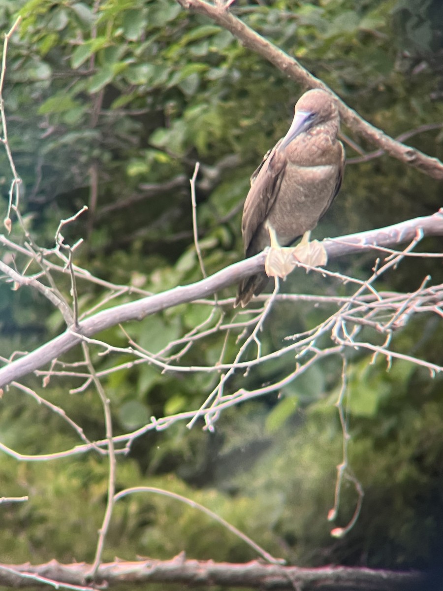 Brown Booby - ML620195471