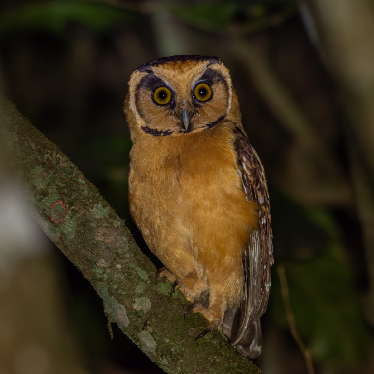 Buff-fronted Owl - ML620195477