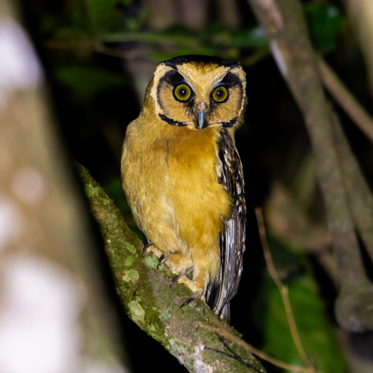 Buff-fronted Owl - ML620195478