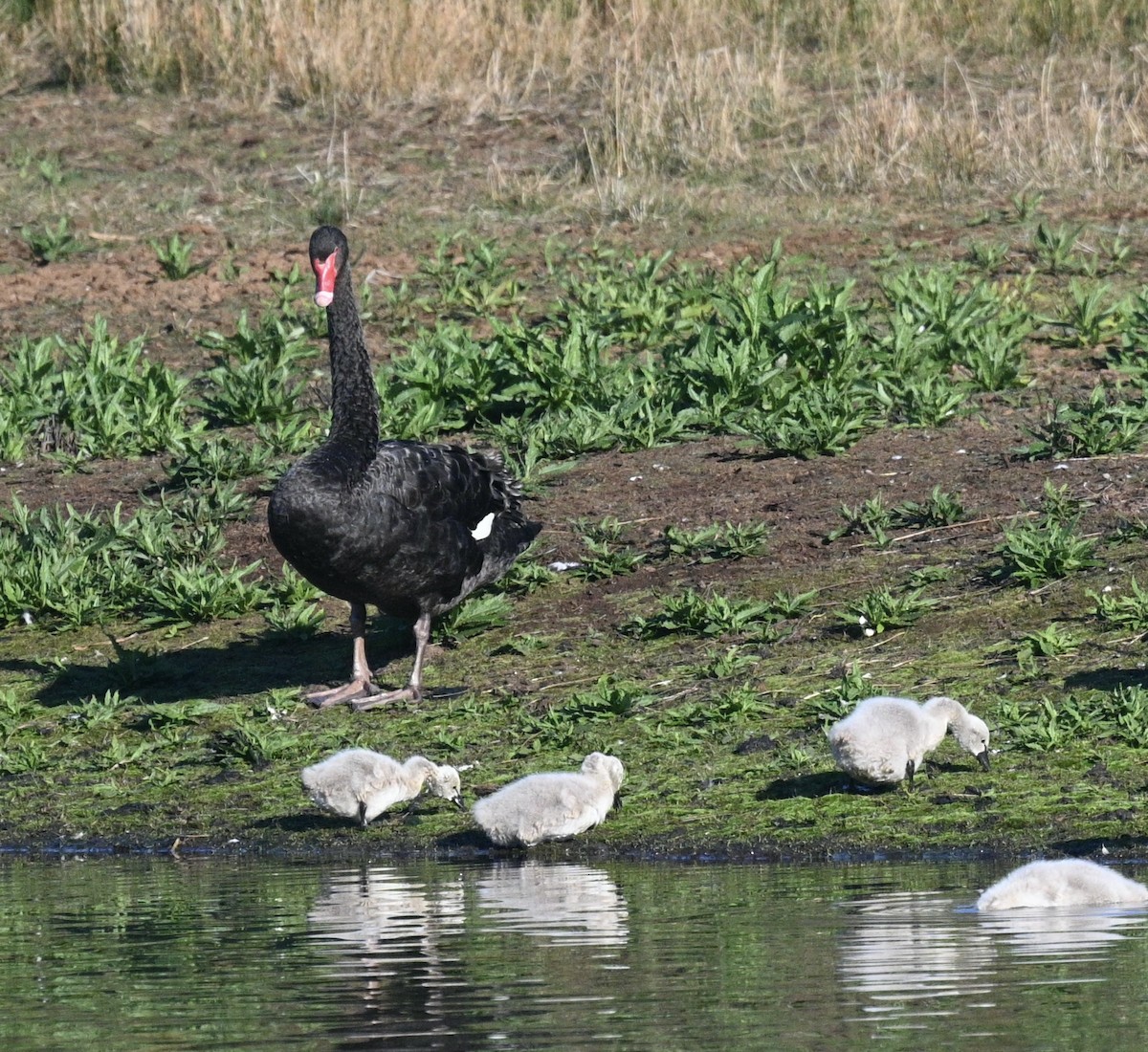 Black Swan - ML620195480