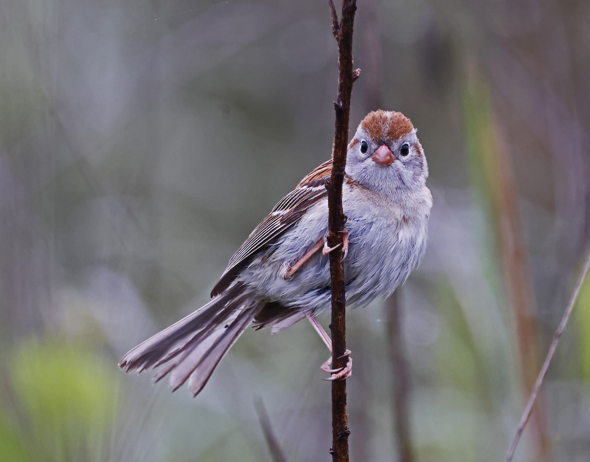 Field Sparrow - ML620195484