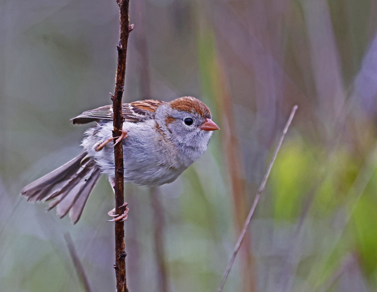 Field Sparrow - ML620195486