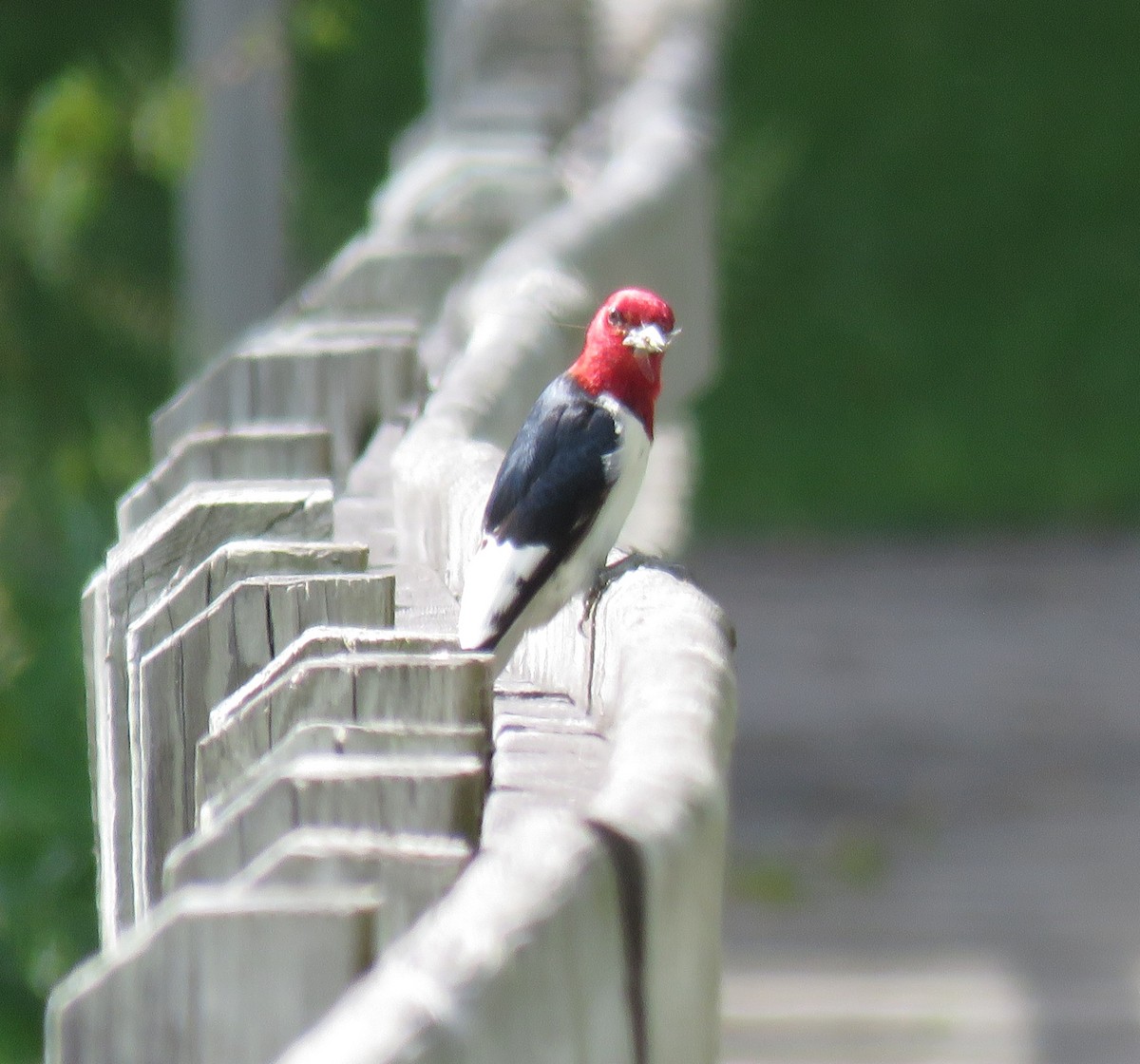 Red-headed Woodpecker - ML620195494