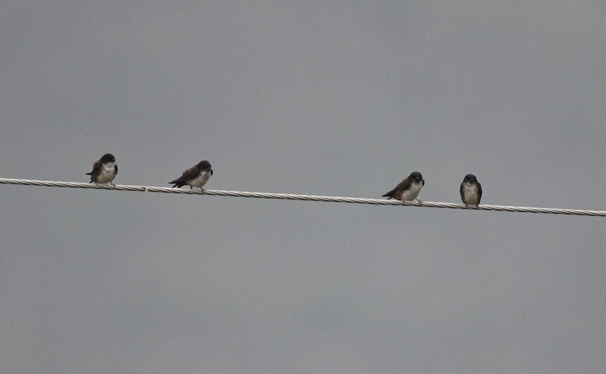 Black-capped Swallow - ML620195495