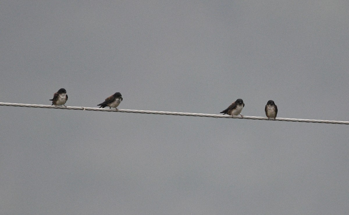 Golondrina Cabecinegra - ML620195495