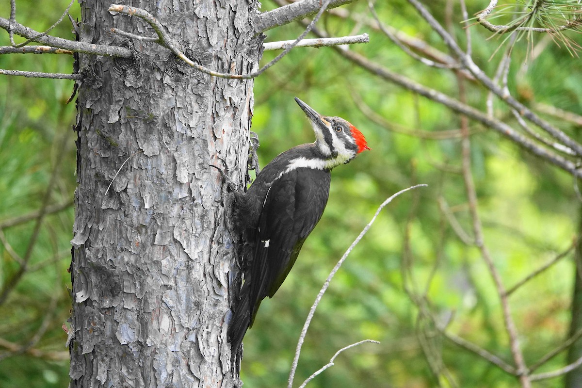 Pileated Woodpecker - ML620195497