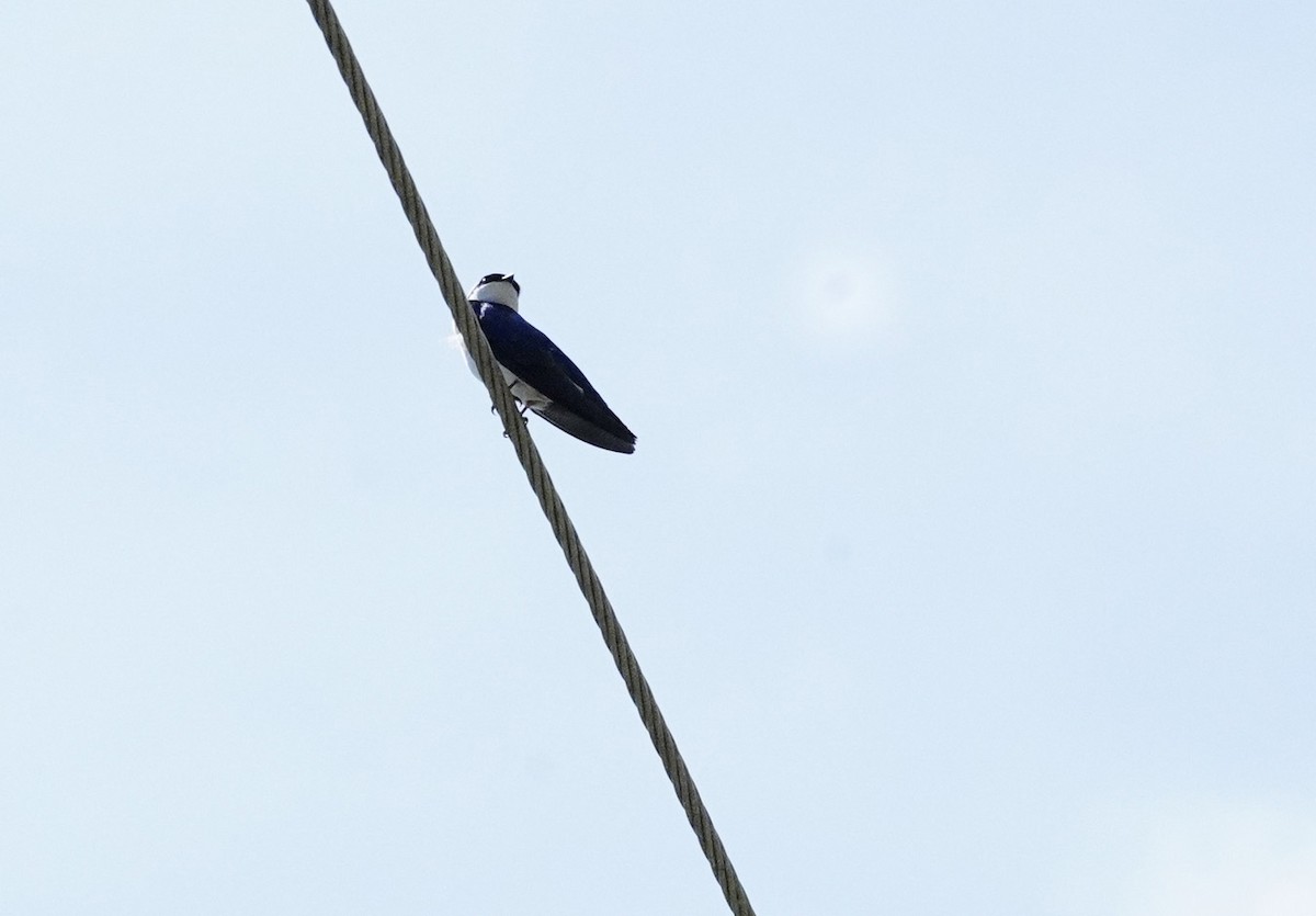 Tree Swallow - ML620195502
