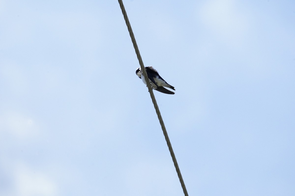 Tree Swallow - ML620195503