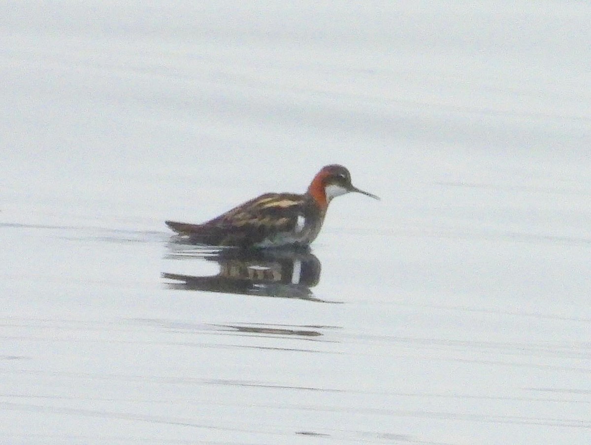 Red-necked Phalarope - Nick & Jane