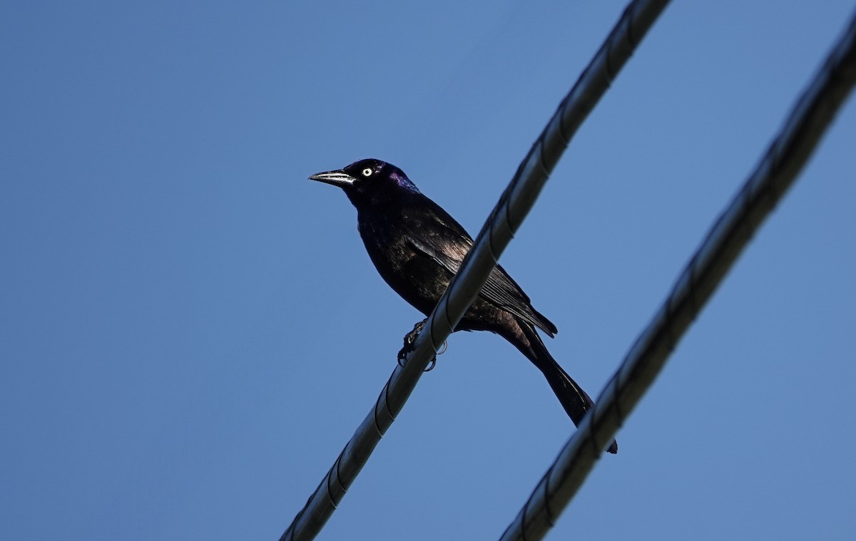 Common Grackle - ML620195517