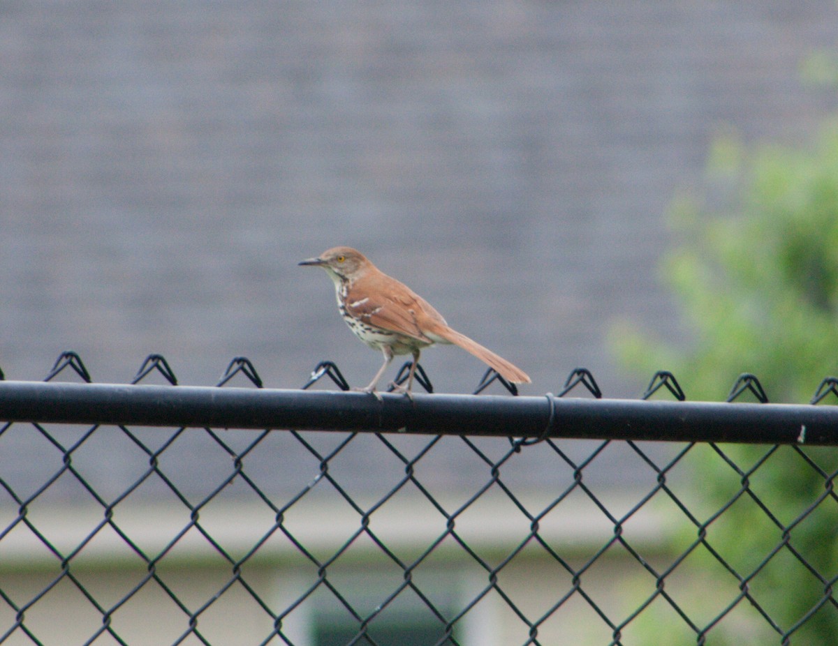 Brown Thrasher - ML620195525