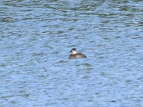 Ruddy Duck - ML620195529