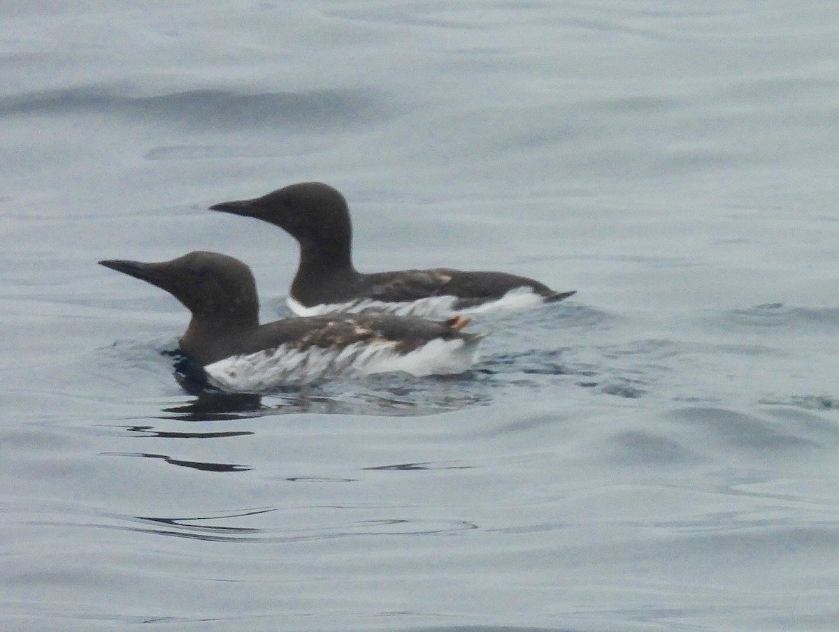 Common Murre - ML620195531