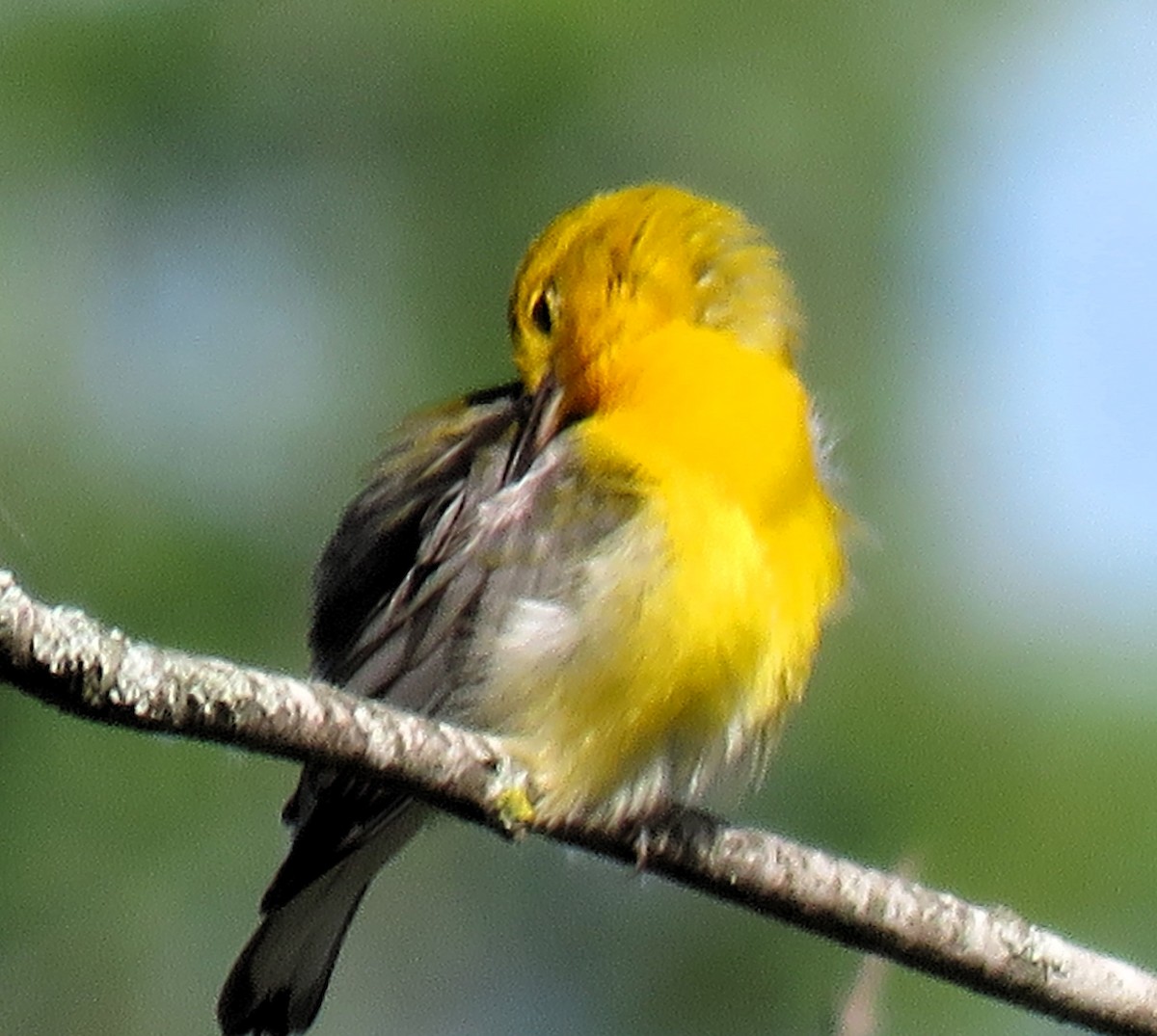 Prothonotary Warbler - ML620195533