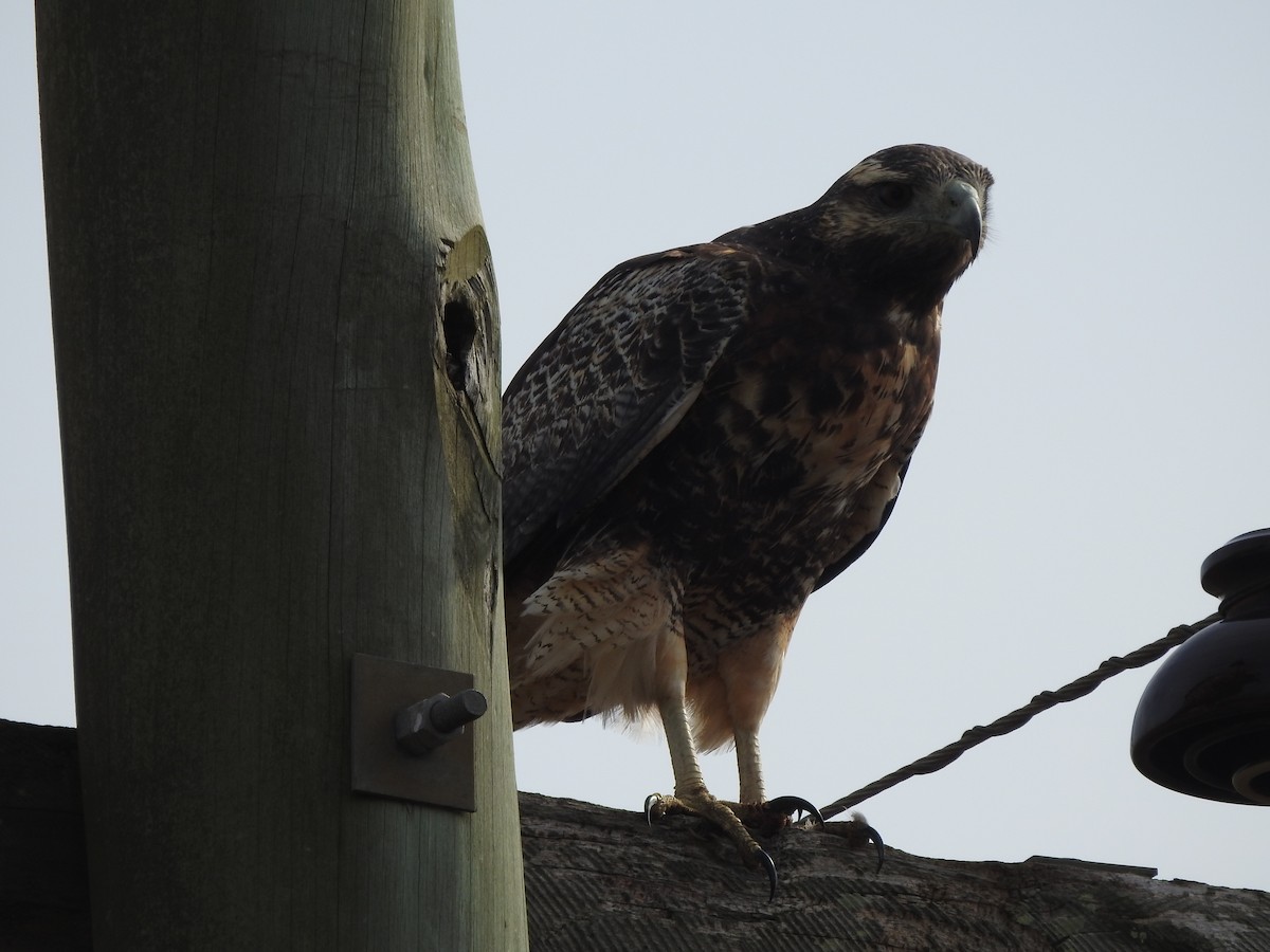 Black-chested Buzzard-Eagle - ML620195535