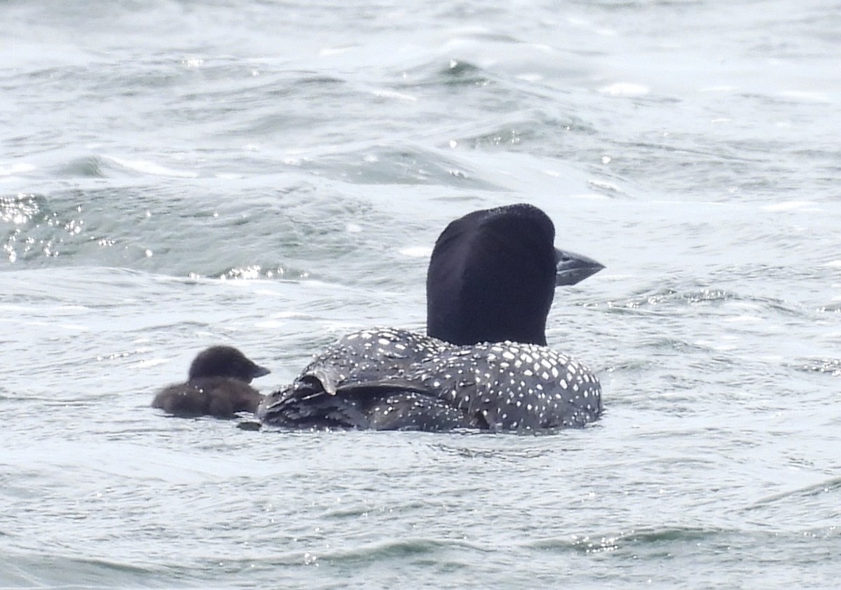 Common Loon - ML620195541