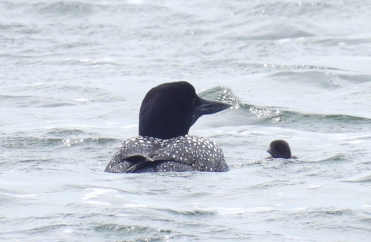 Common Loon - ML620195542