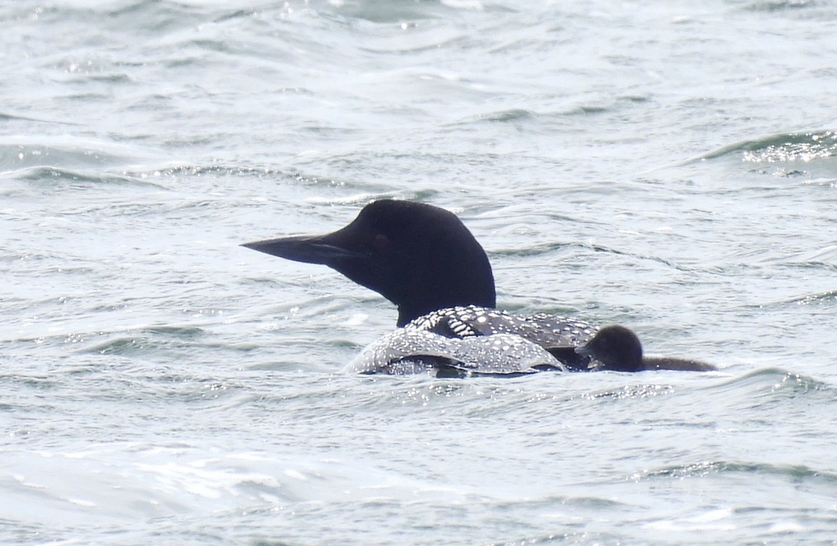 Common Loon - Joanne Muis Redwood